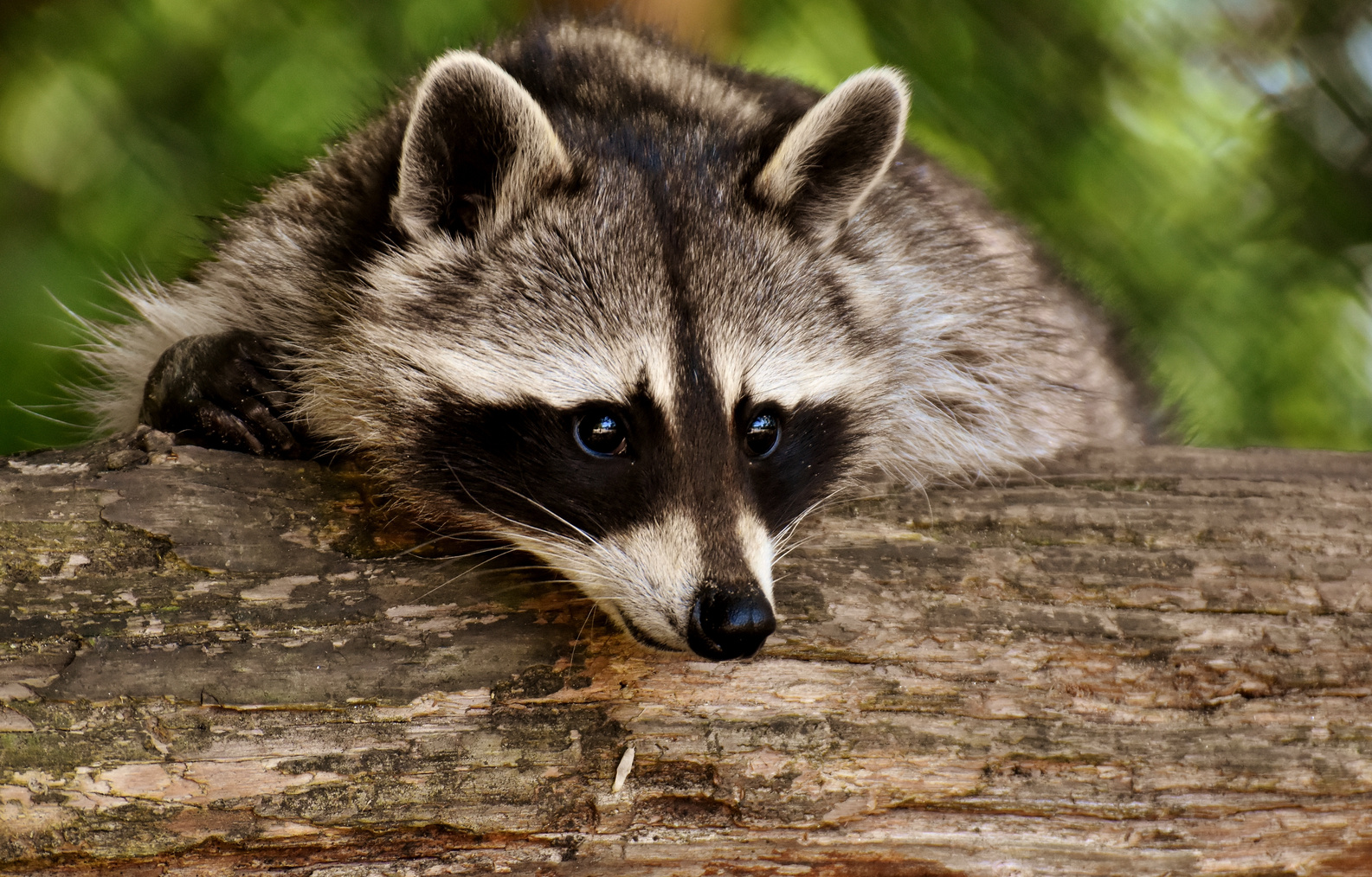 Raccoon in the Wild