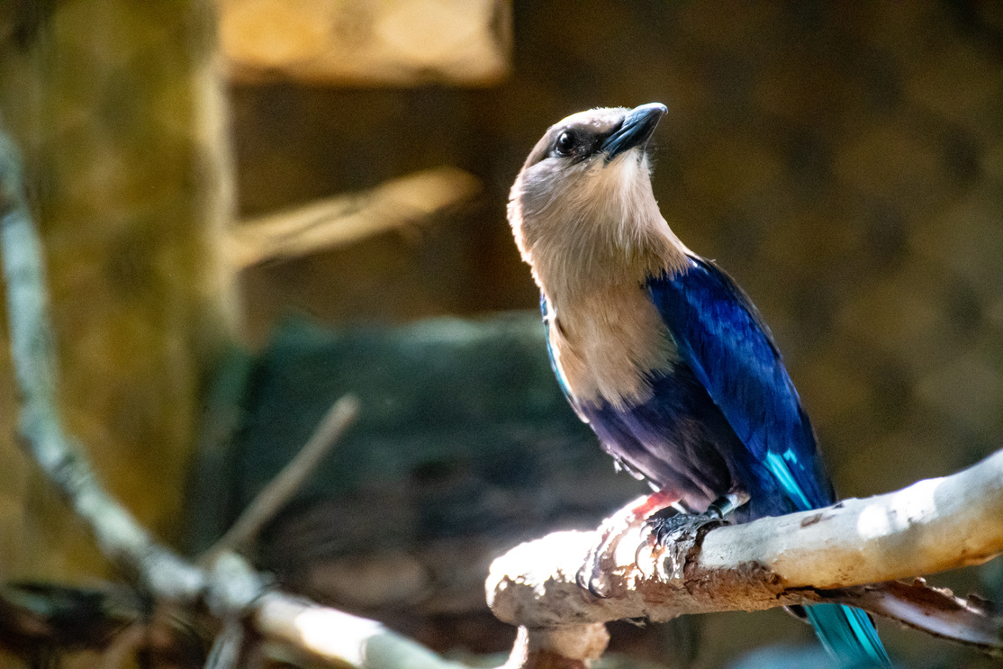 Indian Roller Bird Perched on Branch of Tree