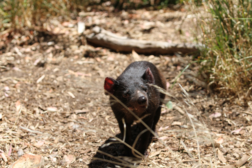 Wild animals, Australia