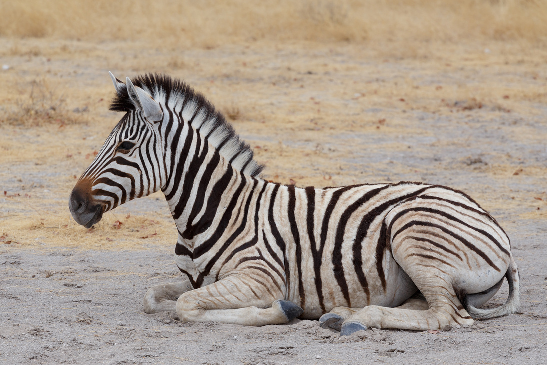 Crowded Waterhole with Wild Animals