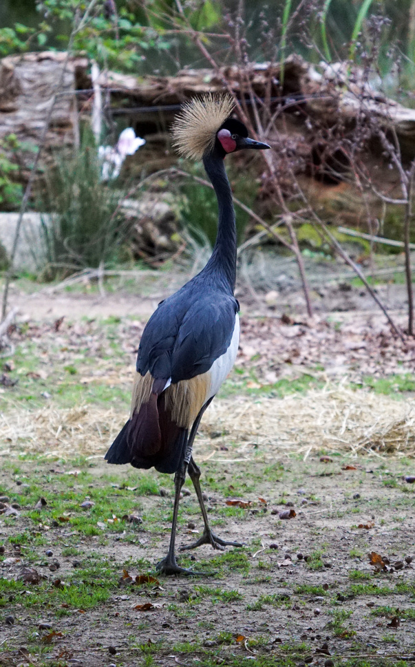 Branféré wild animals