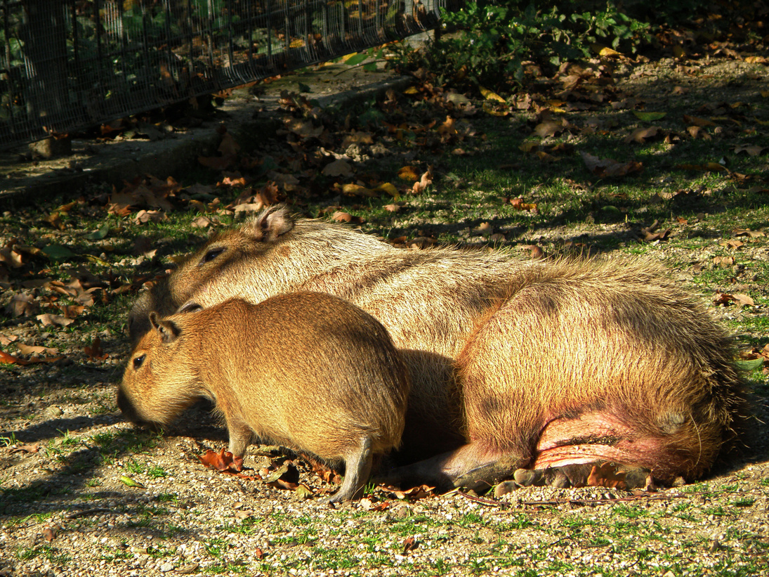 Wild animals - hydrochaeris