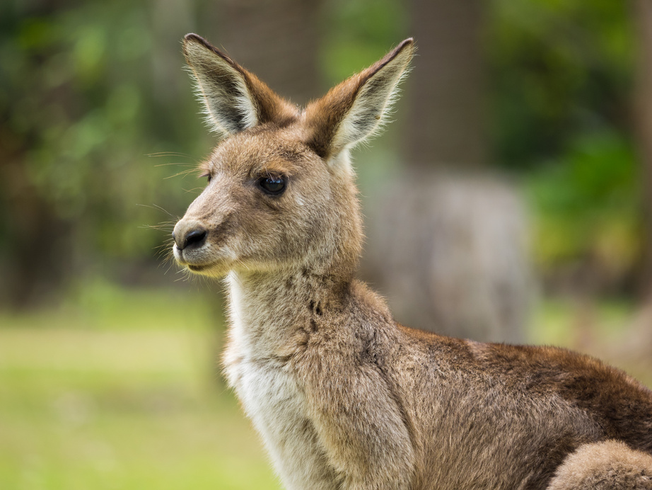 Wild Kangaroo Animal Closeup